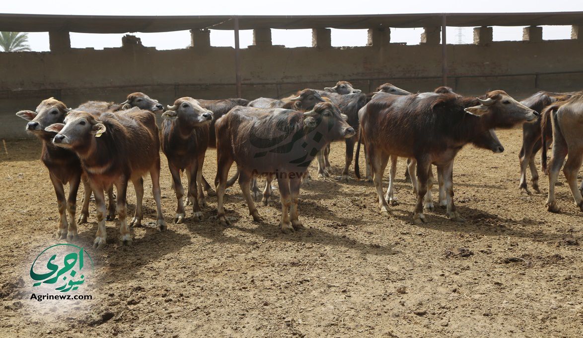 المشروع القومي لإحياء البتلو ساهم في تحقيق طفرة في…