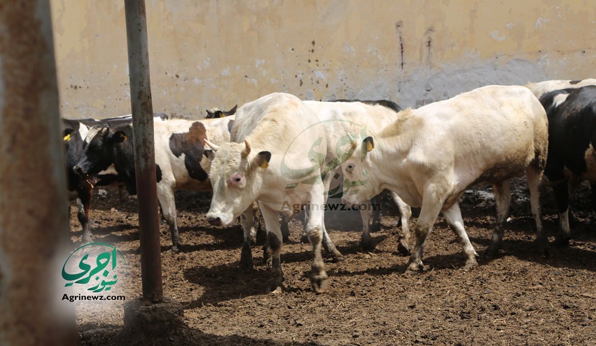 الزراعة توفر عجول البتلو وزن 300 كجم… والبنك الزراعي يسهّل الق…