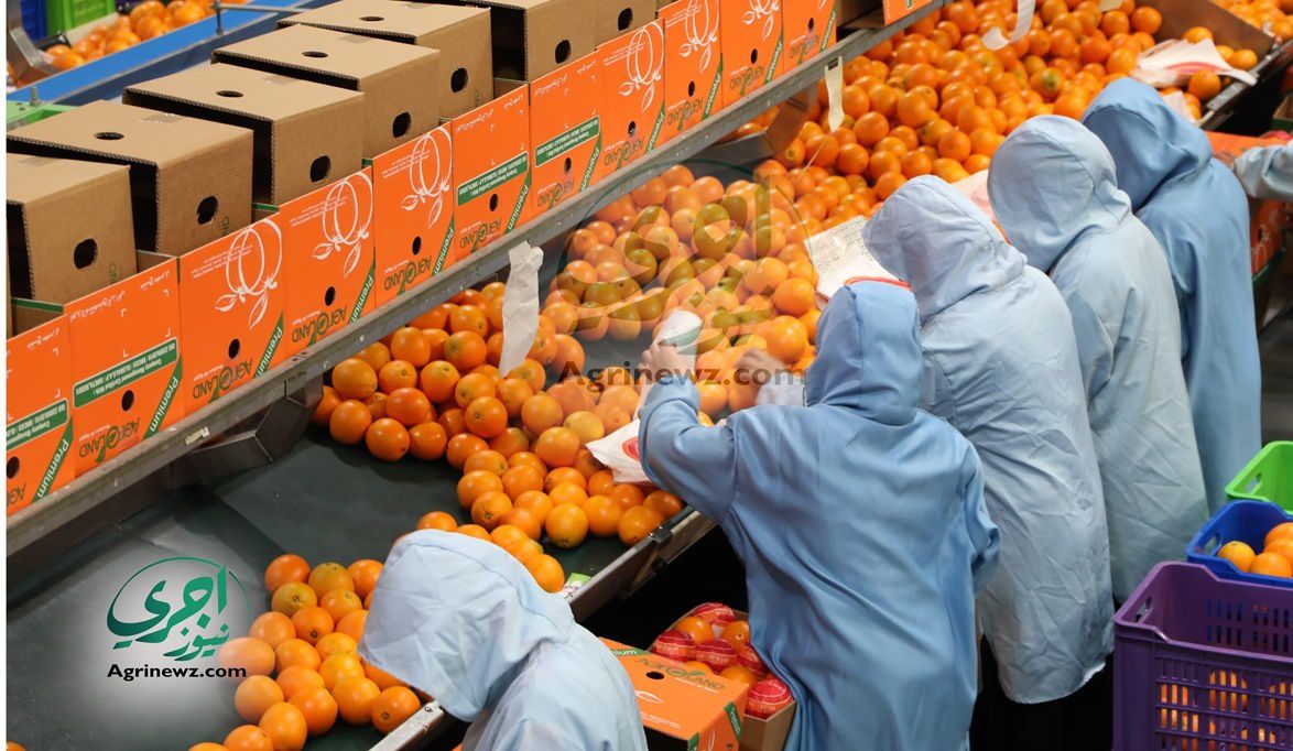 انتصار البرتقال المصري: طلب عالمي متزايد لمنتجاتنا و”الحجر الزراعي” يفتح أسواقاً جديدة لـ 2 مليون طن – موقع اجرى نيوز الإخباري