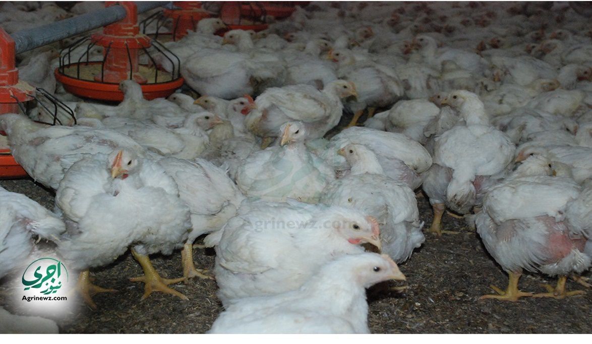 المواطن لا يشعر بانخفاض الأسعار.. الكيلو بـ 57 ج…