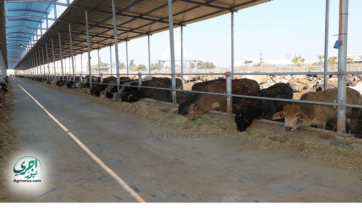 مصر تبدأ بإنتاج أول جيل محسّن من الأبقار ال…