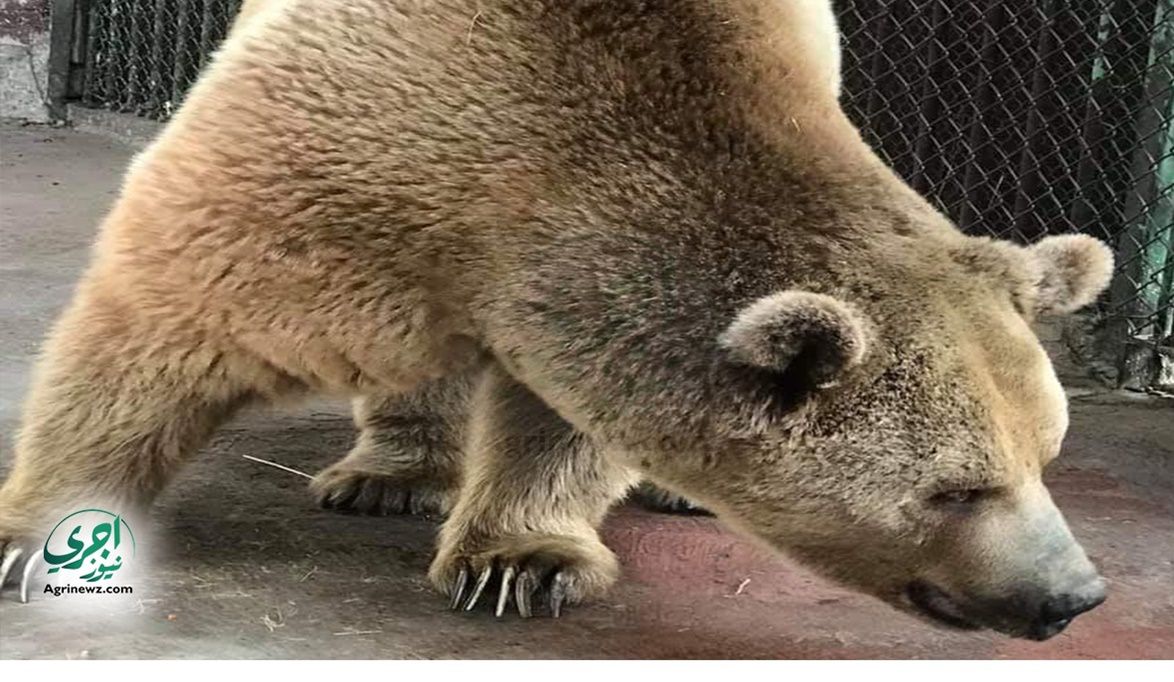 عنتر وحسونة يُلهبان الافتتاح.. عروض الدب الروسي بحديقة حيوان ا…