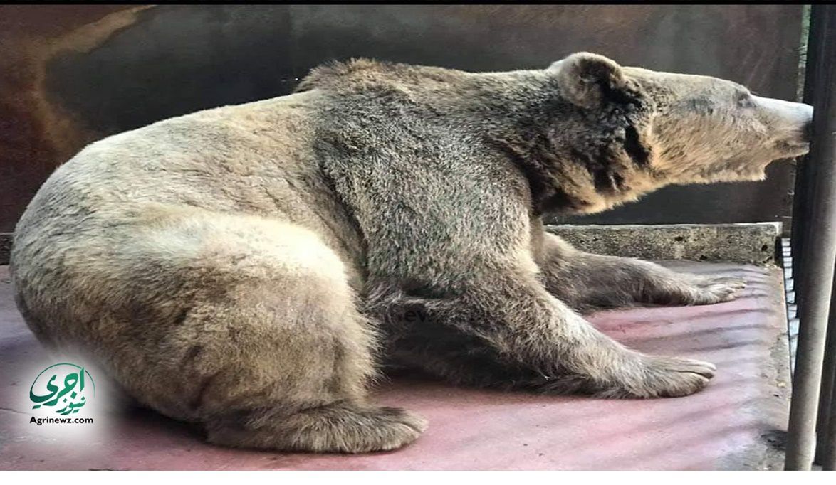 انطلاقة جديدة لحديقة حيوانات الجيزة.. حيوانات مهددة بالانقراض …