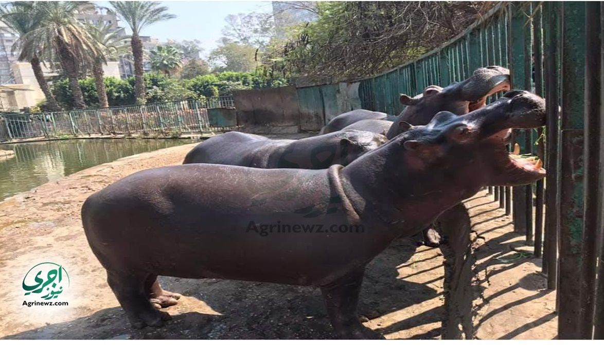 حياة جديدة في حديقة حيوان الجيزة : مواليد مهددة بالانقراض وعرو…