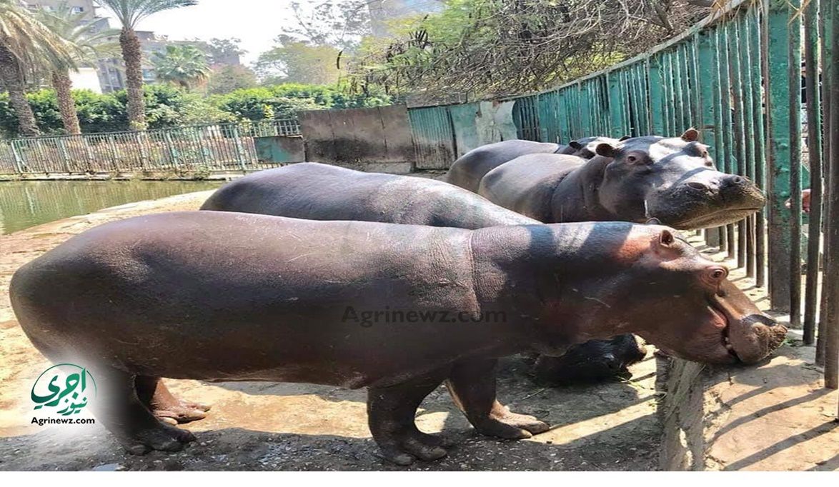 حديقة الحيوان تحتفل بالحياة.. مواليد عربية وأفريقية ونظام عرض …