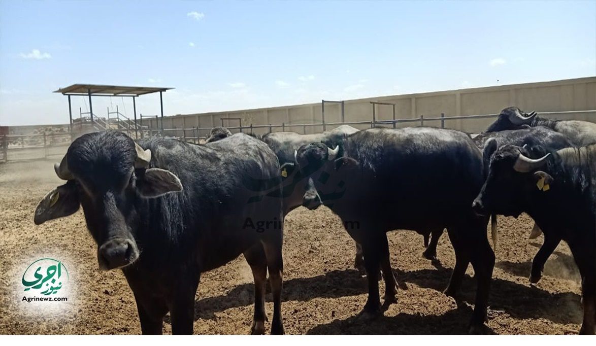 مفاجأة .. “الزراعة” تطرح عجلات “فايكنج” و”إيطالي” بقسط 5 سنوات…