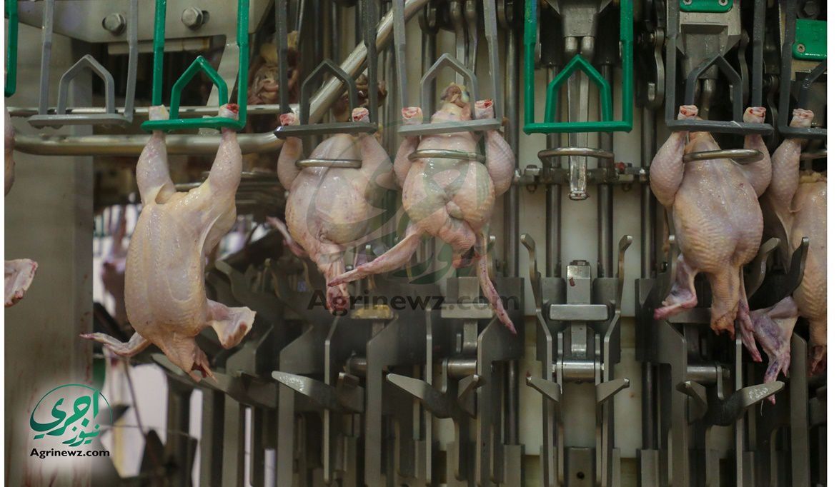 98% من إنتاج الدواجن في مصر من…
