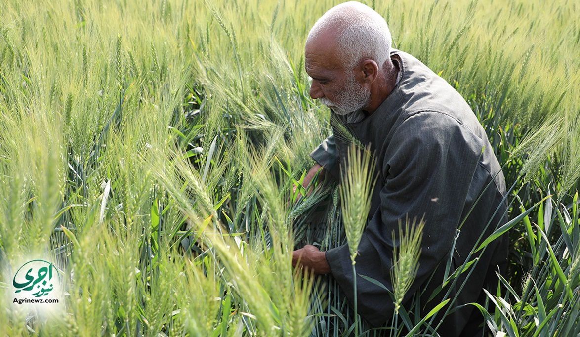 “القمح” خط أحمر.. الزراعة تطلق خطة شاملة لـ 3.5 مليون فدان: تق…