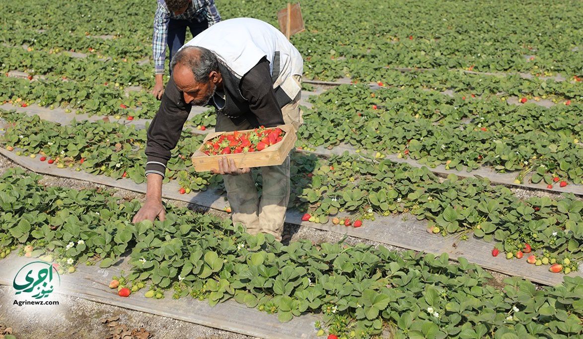 مراحل فرز وتعبئة الفراولة في محطات التصد…