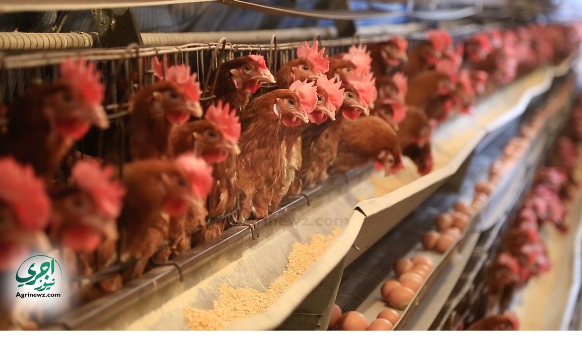 شعبة الدواجن تدعو لتدخل عاجل.. “القابضة الغذائية” مطالبة بسحب …