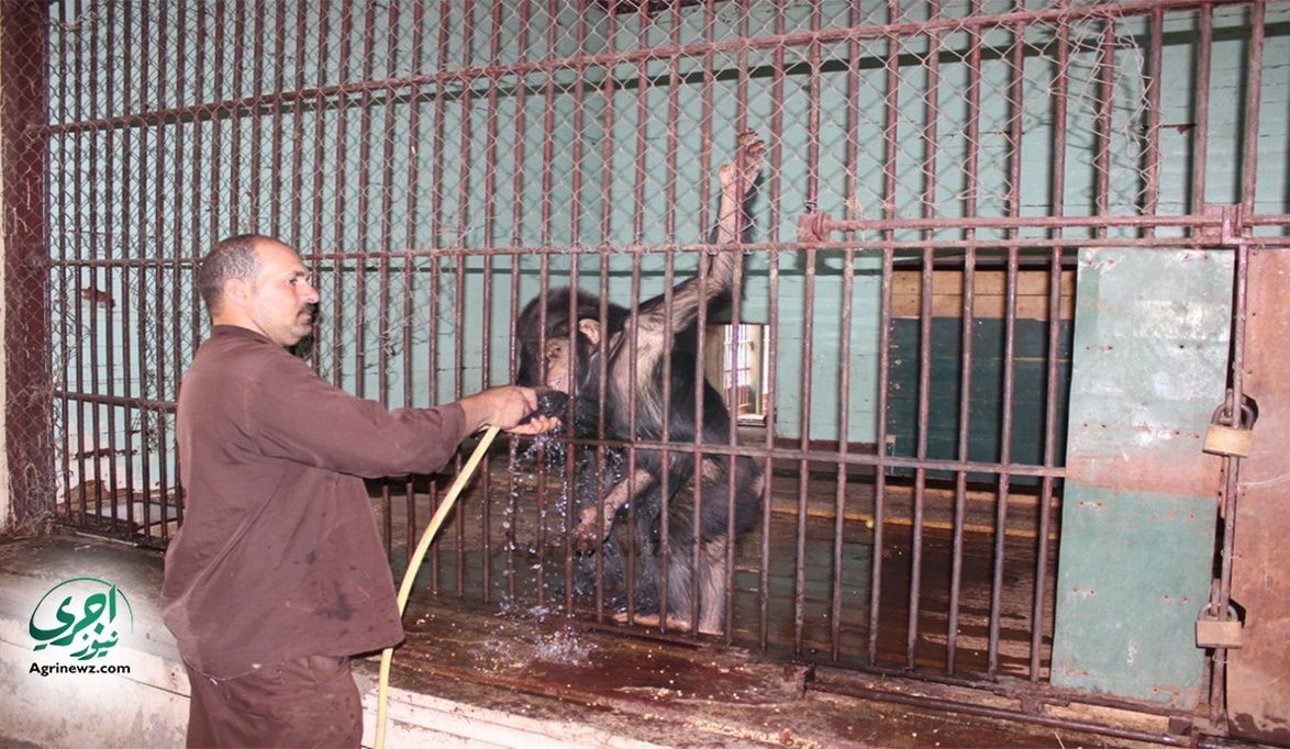 حديقة الجيزة تتأهب للعودة بمظهر عالمي.. …