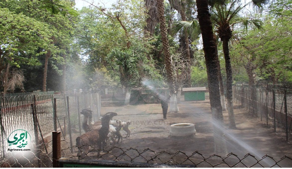 الجيزة تتحول.. حديقة الحيوان تنتظركم بتجربة غير مسبوقة: عروض ح…