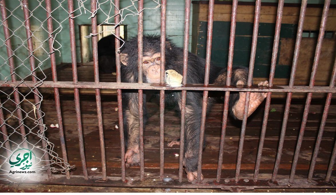 آيس كريم للشمبانزي وصيام للأسود.. تفاصيل “الرعاية الفندقية” لح…