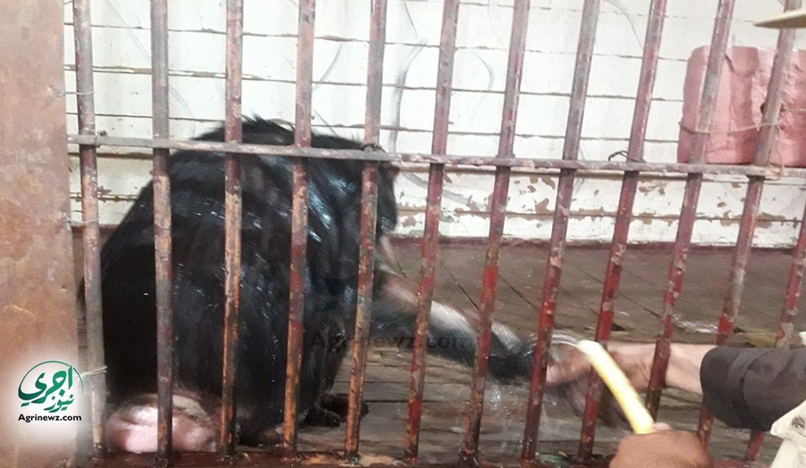 من “مشمش” إلى “زيكا”.. الـ “أيس كريم” و”اللبن البودرة” سر نظام…