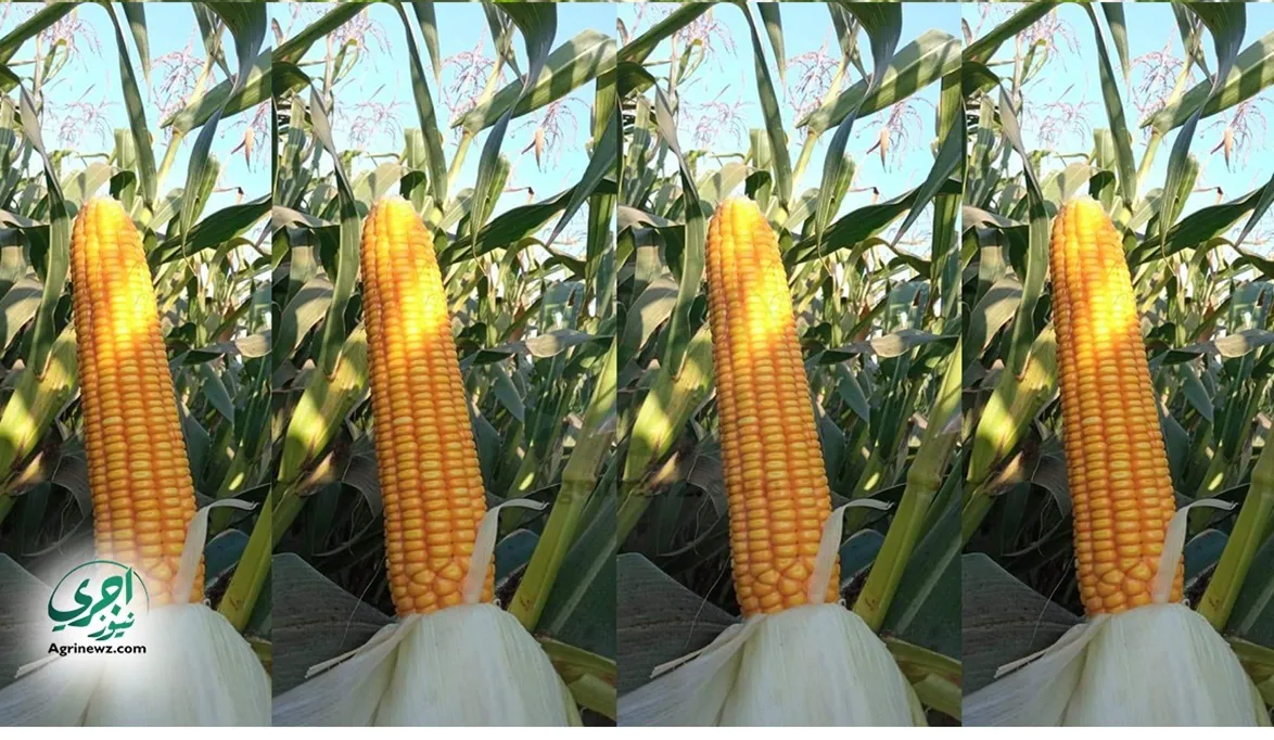 تسجيل 10 هجن جديدة وتصدير الفائض من التقاوي…