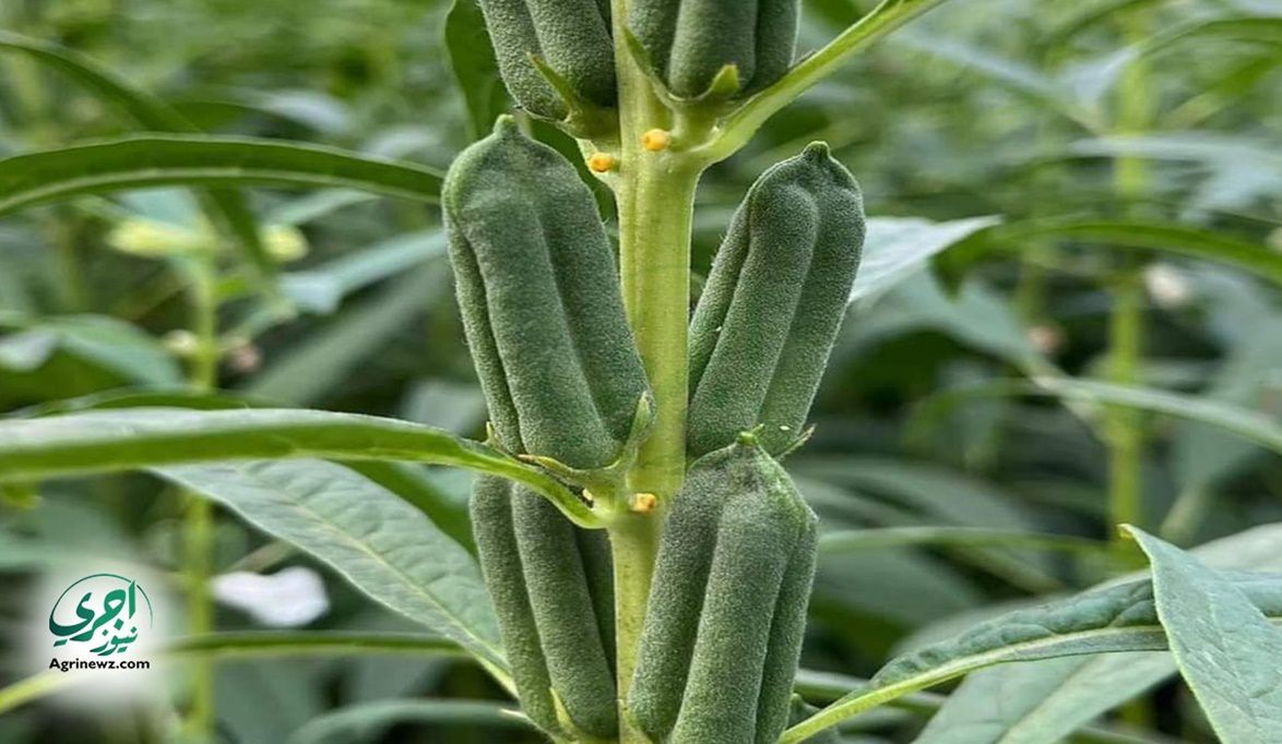 التوسع في زراعة المحاصيل الزيتية عالية الإنتاج…