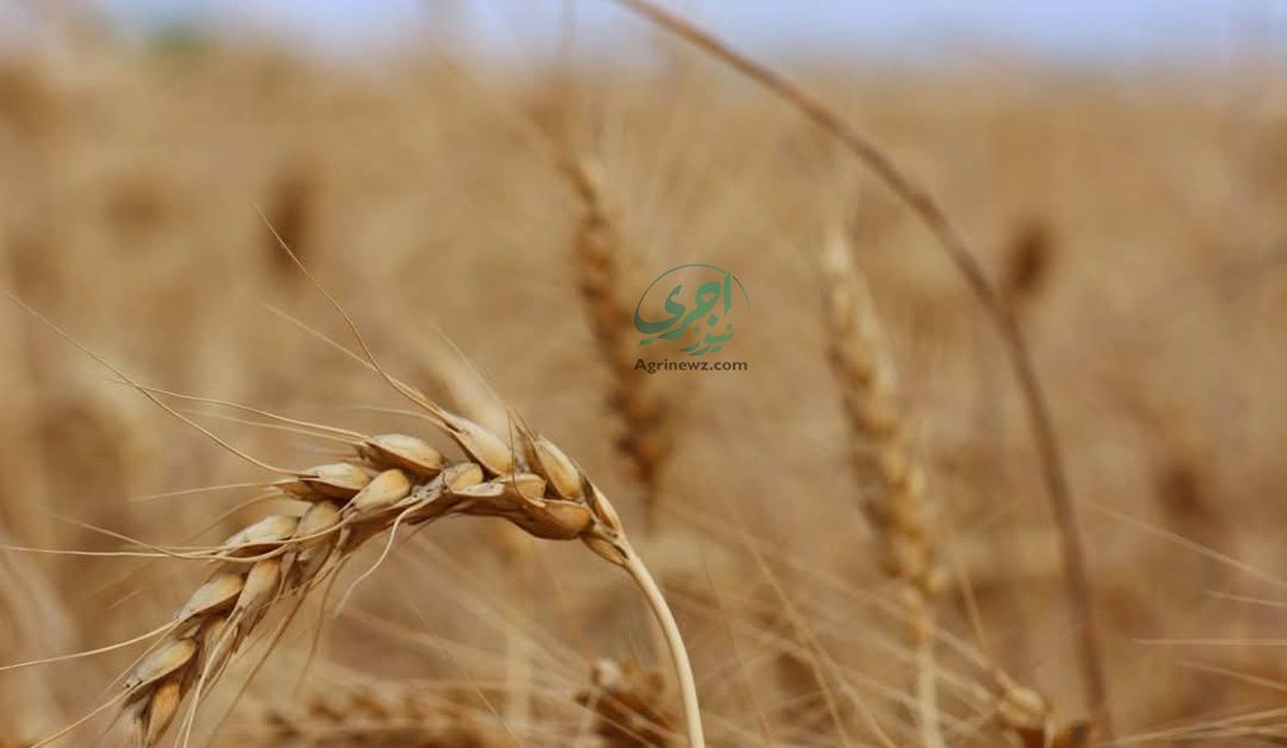 جهاز مستقبل مصر يعزز قدرة الدولة على تأمين القمح.. ويقود خطة ا…