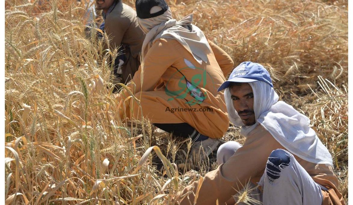 وزير الزراعة يرفع السعر الاسترشادي للقمح ويُحذر المتلاعبين بال…