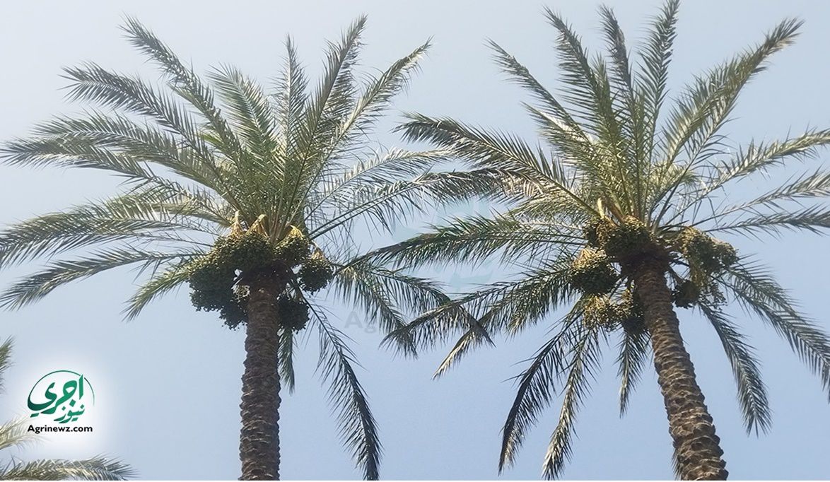 من تشكي مصر تعلن عن اكبر مزرعة نخيل في العالم…