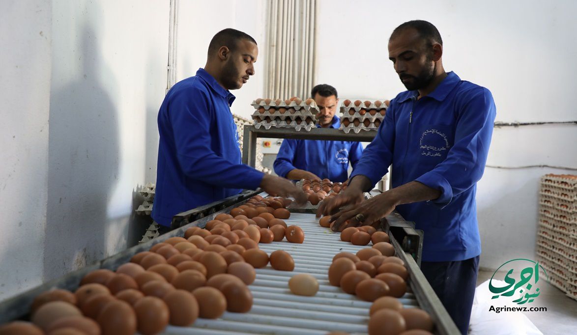 ارتفاع الإنتاج يدفع الحكومة للسماح بتصدير البيض لحماية المنتجي…