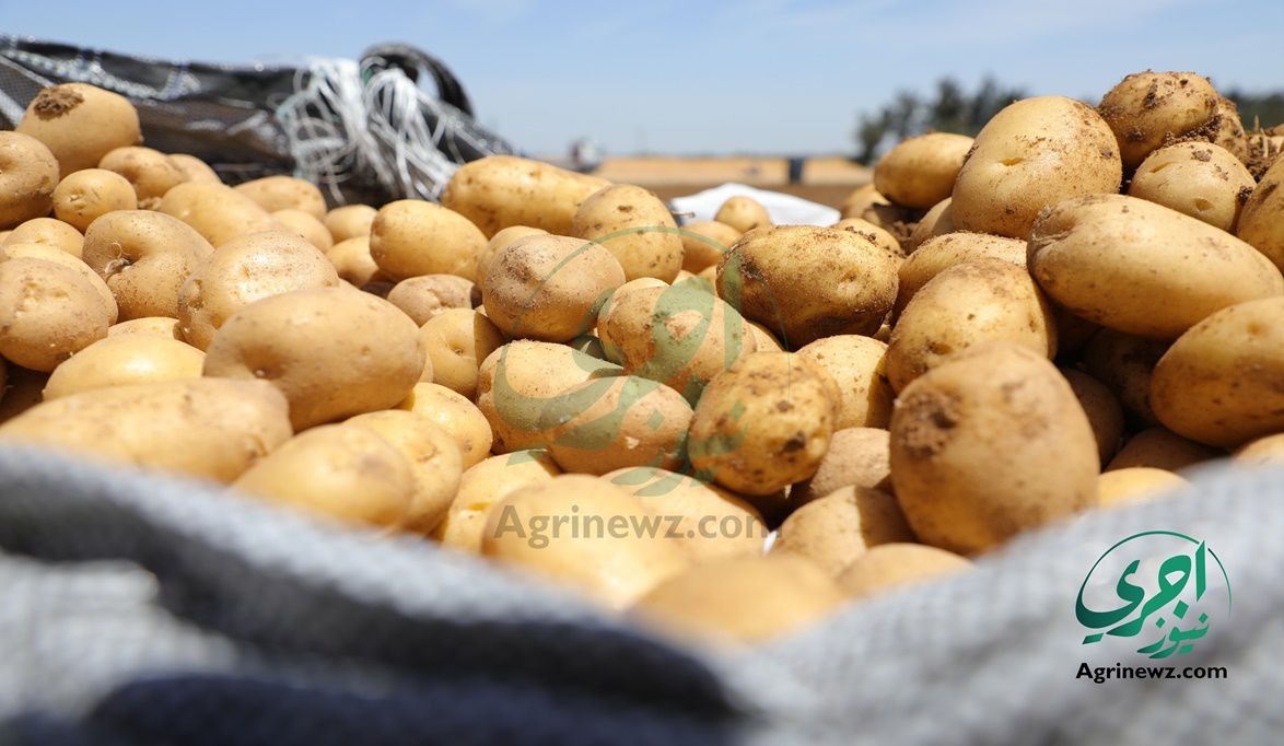 البطاطس المصرية الأولى عالمياً جودة.. والمناطق الخالية من “الع…