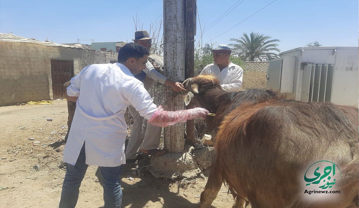 الطب الوقائي بالخدمات البيطرية: تحصين الماشية والطيور لرفع مناعة القطعان – موقع اجرى نيوز الإخباري
