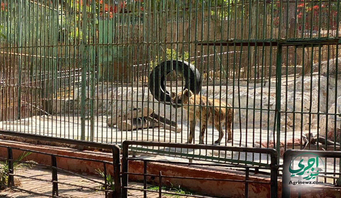 الهدوء يمنح الحيوانات فرصة للتكاثر.. مواليد جديدة بحديقة حيوان…