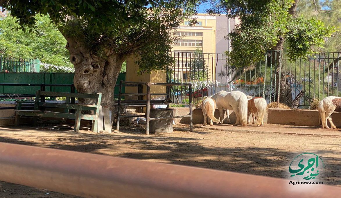 بهجة على ضفاف بحيرة السباع بحديقة الحيوان.. وجوه جديدة تصل إلى…