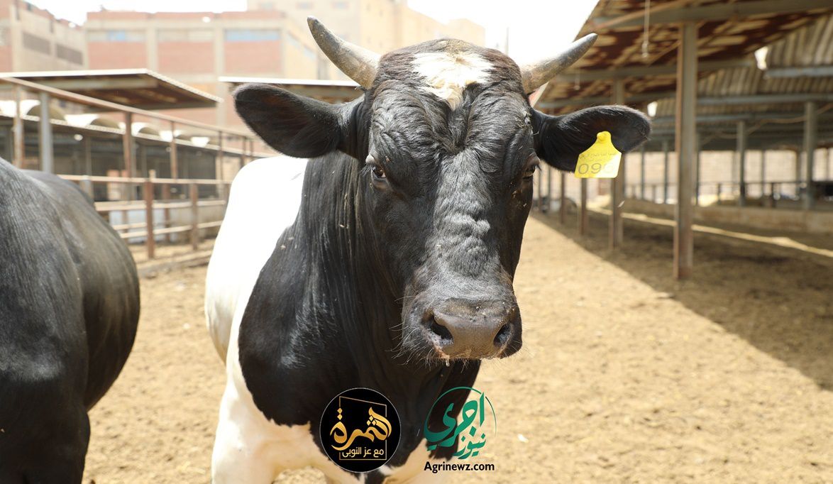 شراكة بين “الزراعة” و”التموين” لشراء العجول بعد التسمين وضبط أ…