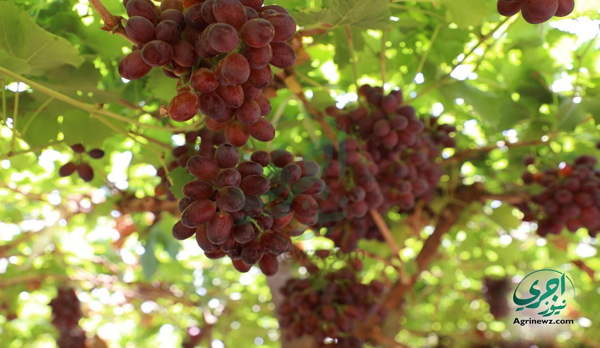لأول مرة.. “العنقود الأحمر والأبيض” يسجل رقمًا قياسيًا جديدًا بـ 191 ألف طن عنب مُصدَّر – موقع اجرى نيوز الإخباري