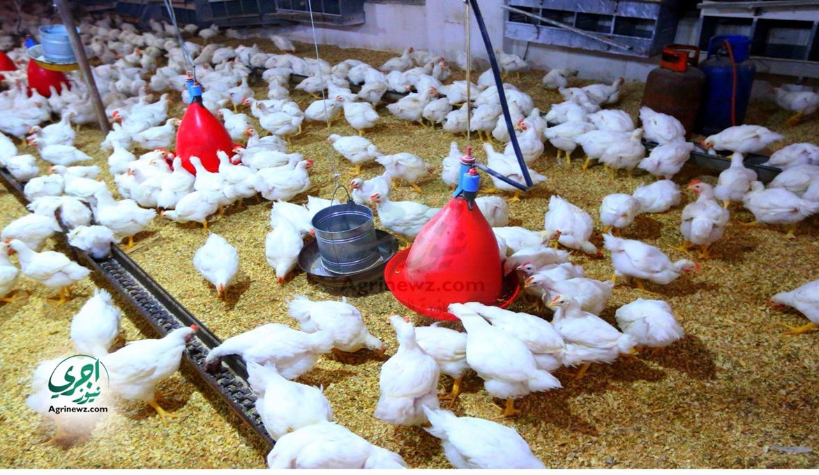 فجوة الأسعار تقتل المنتجين.. سعر الدواجن 57 جنيهًا في المزرعة …