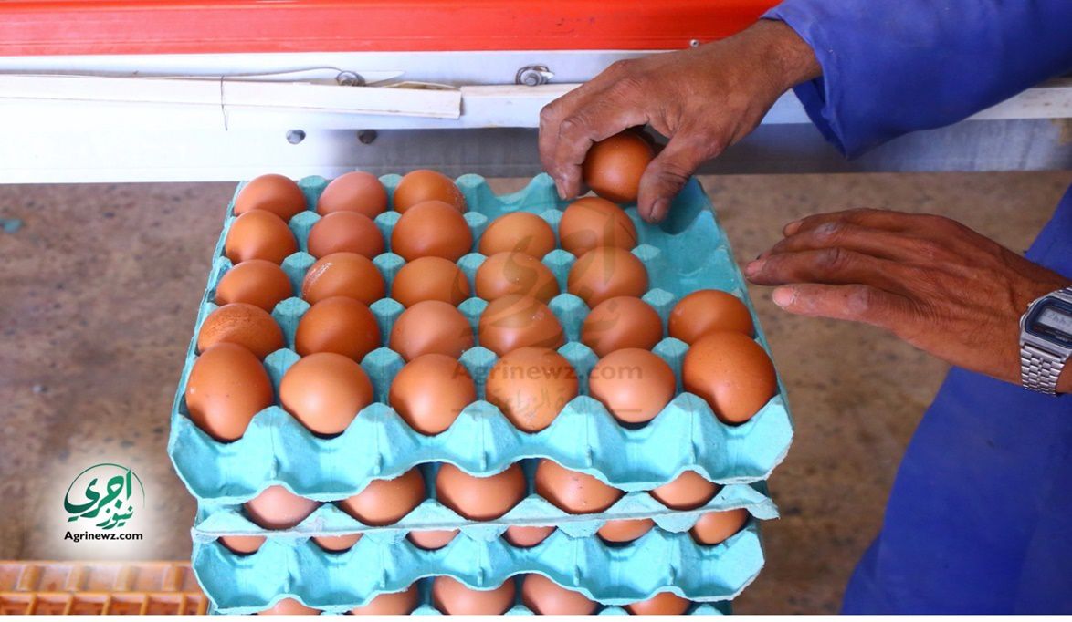 كرتونة البيض في مصر تقترب من 100 جنيه مع وفرة ال…