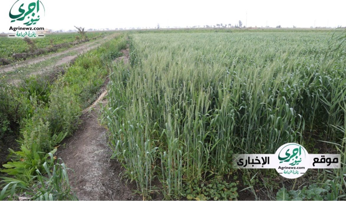 خطة قومية في الحقول… الزراعة تتحرك لزيادة إنتاج القمح وترشيد ا…