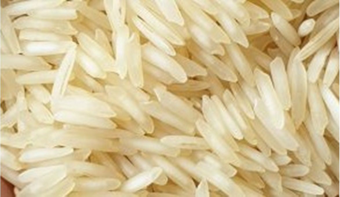 إنتاج أول هجين يحقق 5 طن للفدان….