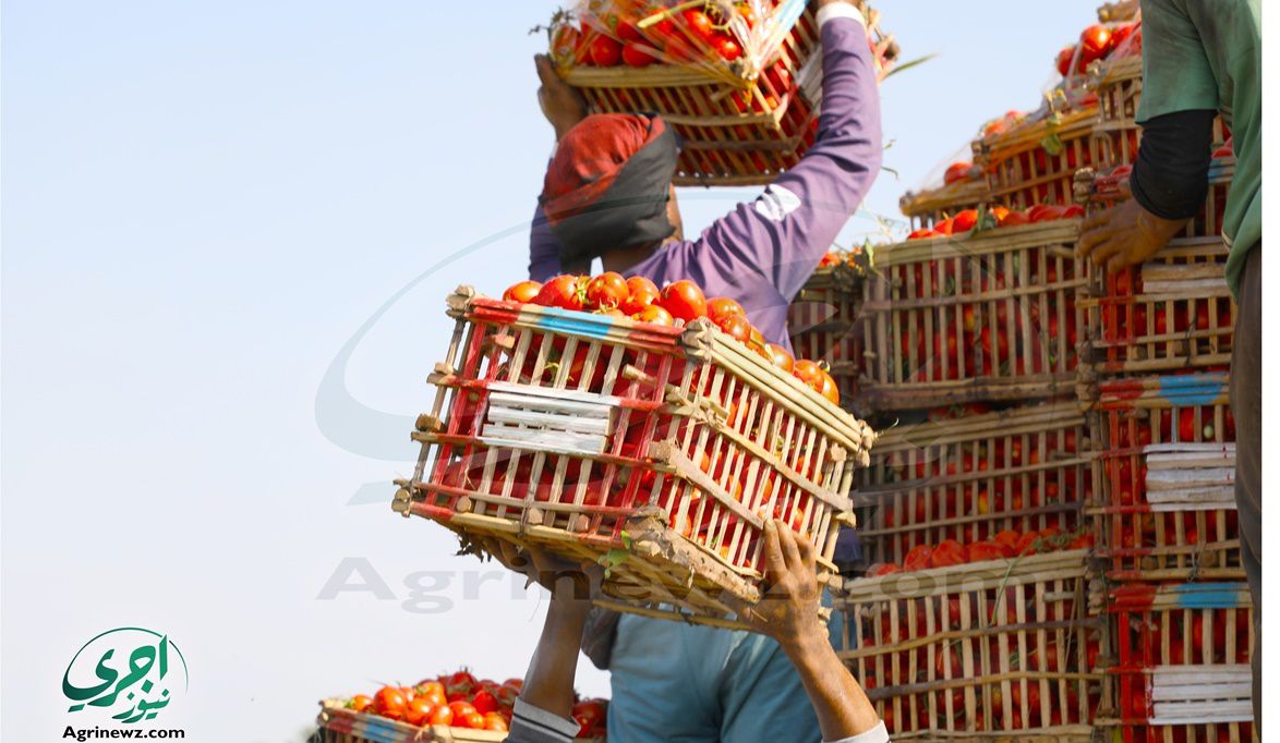 8 ملايين طن وخامس أكبر منتج عالميا.. الطماطم المصرية عروات ممت…
