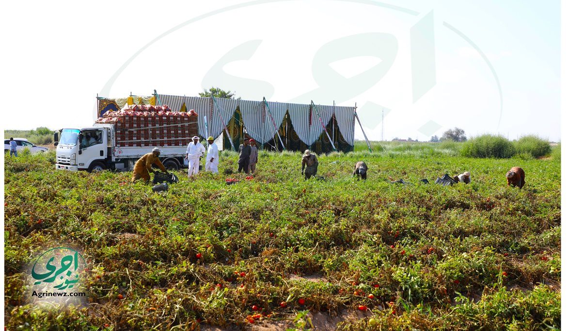 شركات تخلفَّت عن استلام محصول الطماطم وتسبب…