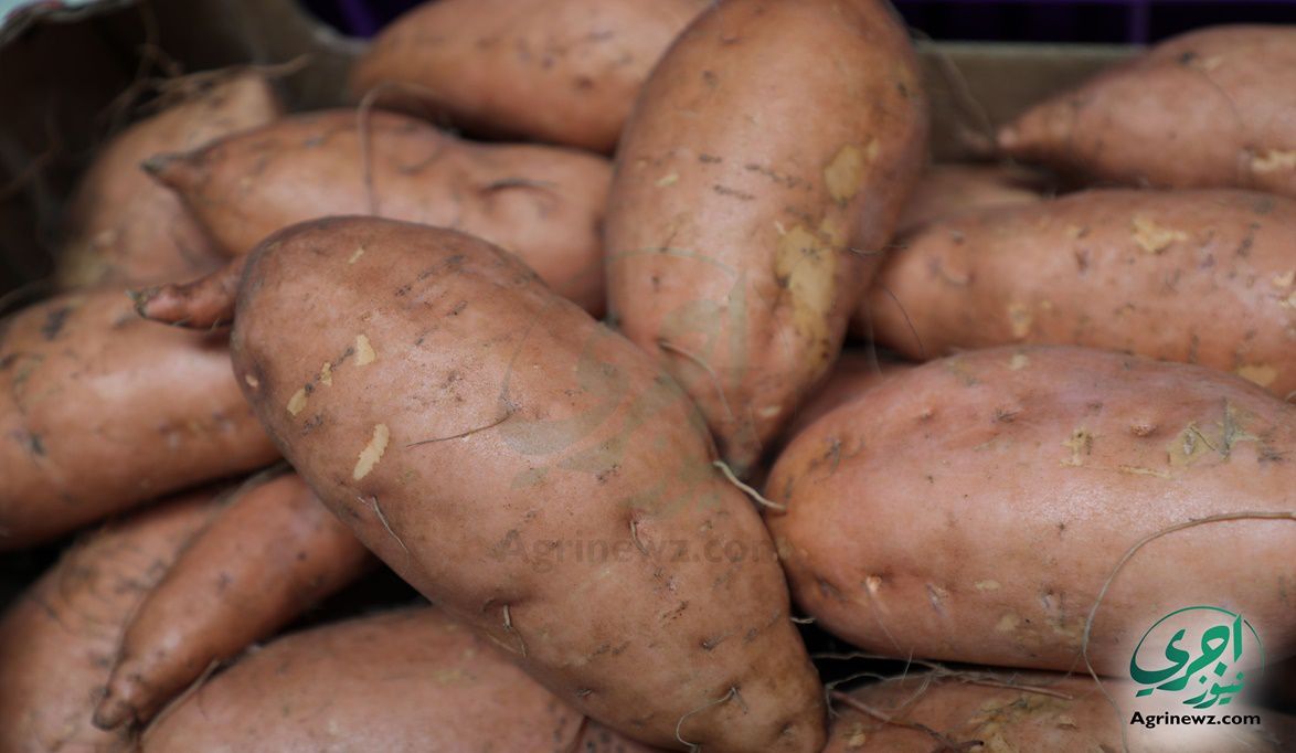صادرات البطاطا المصرية تغزو أوروبا وأمريكا.. “الزراعة”: المركز…