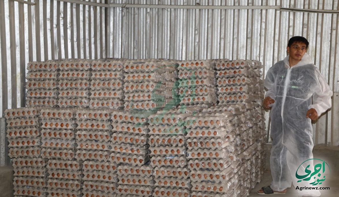 سعر الكرتونة مستقر.. والبيضة مقفولة ومضمون…