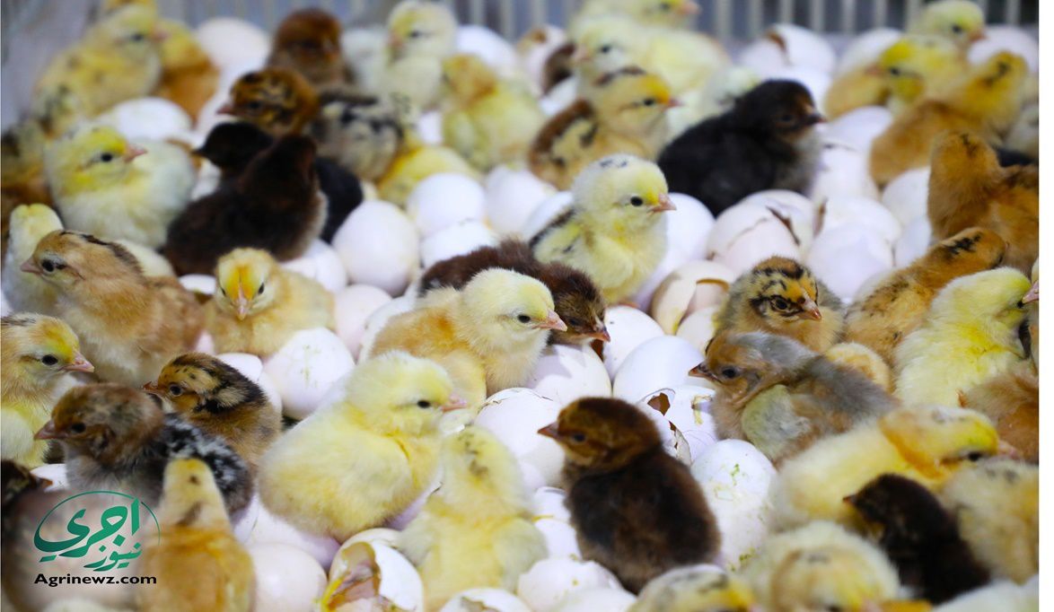 تراجع أسعار الكتكوت إلى 8 جنيهات في مصر بتراجع 85…