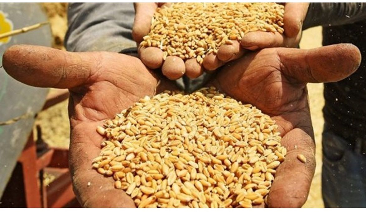 الزراعة تحذر مصادر التقاوي غير المعتمدة ونداءً للمزارعين بالحص…