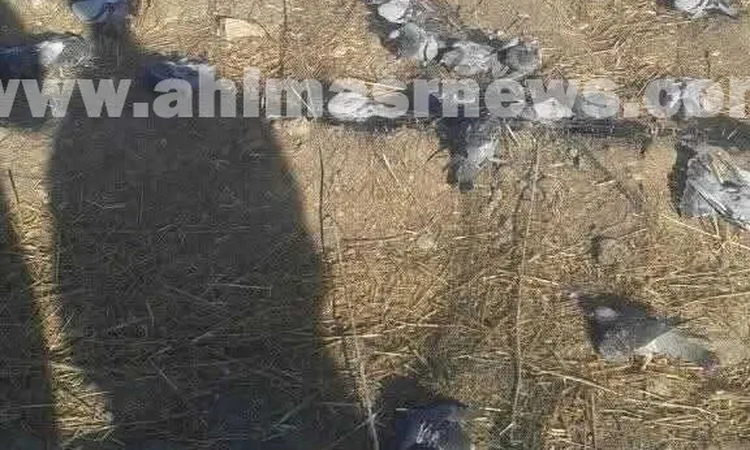 مأساة الحمام الجبلي في قنا.. أسر تفقد رزقها وتراث الوقف يواجه خطر الزوال