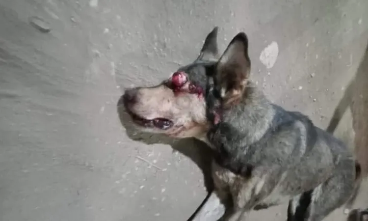 كلب مسعور يعقر 18 شخصا بمركز البداري في أسيوط