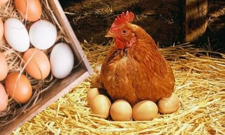 رئيس شعبة الدواجن: الحلقات الوسيطة وراء عدم شعور المواطن بانخفاض الأسعار في المزارع