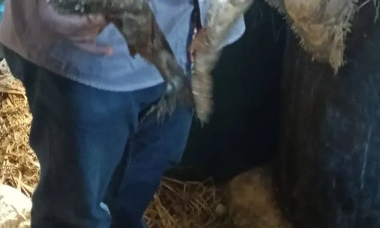 محافظ كفر الشيخ: ضبط 12 طن فسيخ غير صالح للاستهلاك الآدمي