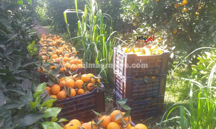 “الزراعة”: بدء الموسم التصديري الجديد للبرتقال المصري منتصف ديسمبر المقبل