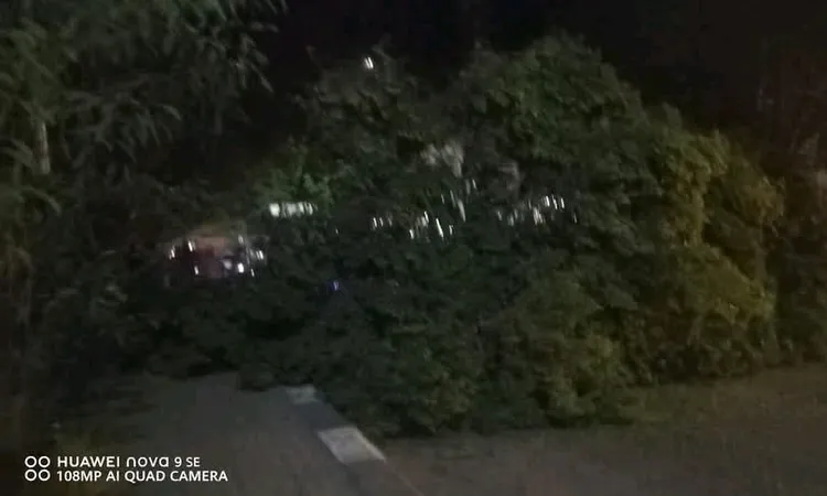 سقوط شجرة أعلى كوبري المعنا دون وقوع إصابات بقنا