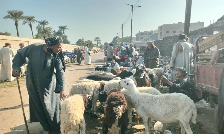 يبدأ من 5 آلاف جنيه.. جولة داخل سواق الخرفان بقنا للتعرف على الأسعار