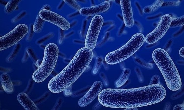 «الصحة»: فيروس «ماربورج» ينتقل عبر «خفافيش الفاكهة».. ومصر خالية تماما منه