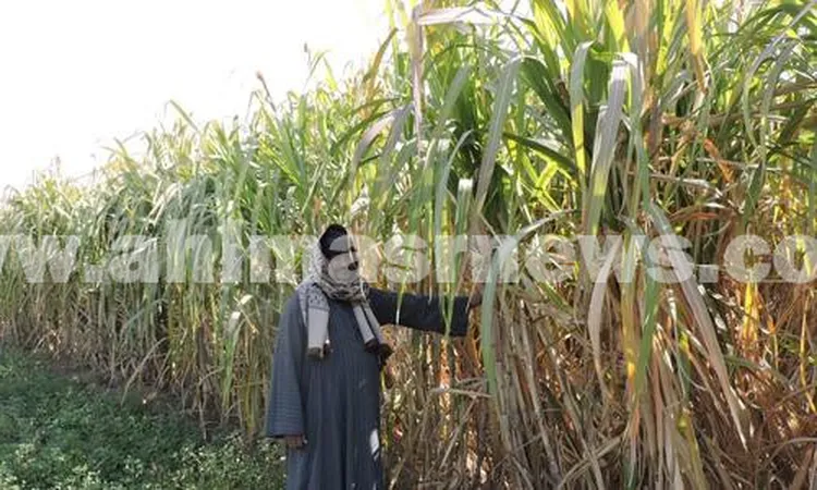 إنتاج السكر في خطر.. مزارعو القصب بقنا يستغــيثون: هيتباع للعصارات بسبب إجراءات البنك الأخيرة