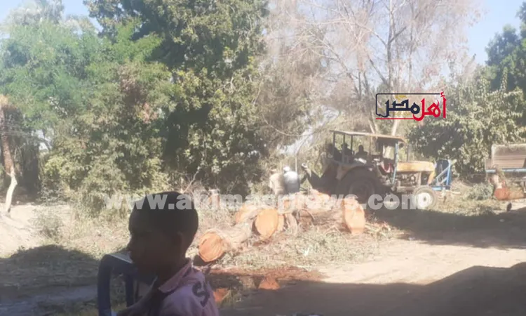 استغلوا يوم العطلة.. أهالي يشكون قطع الأشجار المعمرة في حجازة بقنا